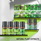 Cross-Border English Water-Soluble Aromatherapy Essential Oil 5ML Plant Essential Oil Suitable for Bedroom Humidifier Diffuser Aromatherapy Essential Oil