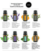 Cross-Border Plant Essential Oil In Stock 10ml Lavender Rose Jasmine Skincare Aromatherapy Massage Oil Essential Oil Sample