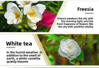 10ML Water Soluble Humidifier Aromatherapy Essential Oil Fragrance Oil Lavender Rose Aromatherapy Essential Oil